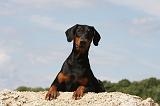 DOBERMANN 1203